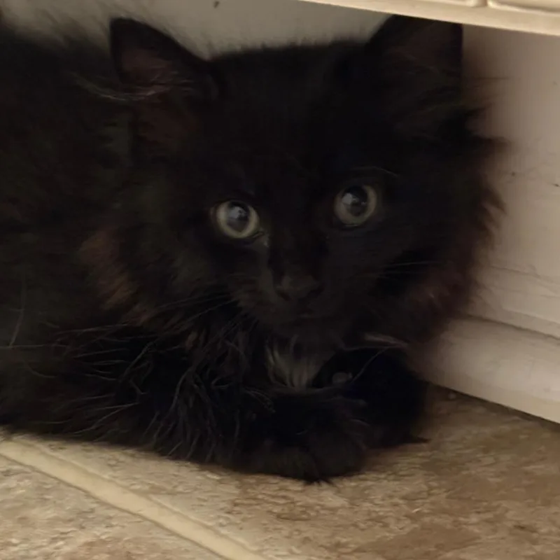 A baby small-sized female Black Domestic Long Hair cat named Scoot for adoption in Chesapeake, VA