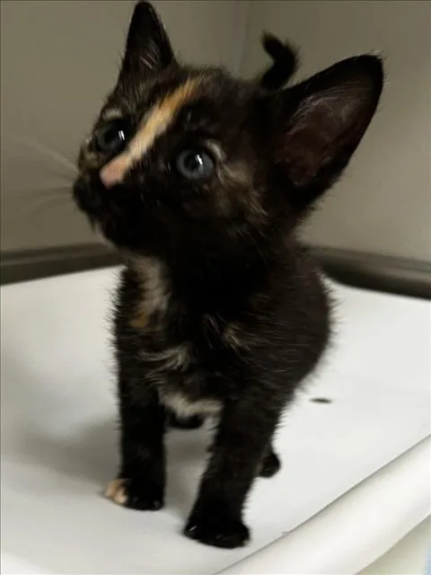 A baby small-sized female Domestic Short Hair cat named Maggie for adoption in Tracy, CA