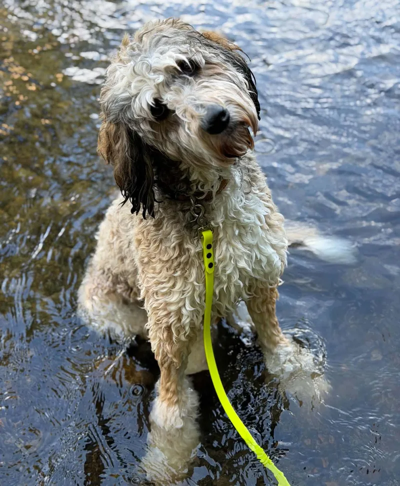 A young medium-sized female Yellow / Tan / Blond / Fawn Bernedoodle dog named Miley for adoption in Silvana, WA