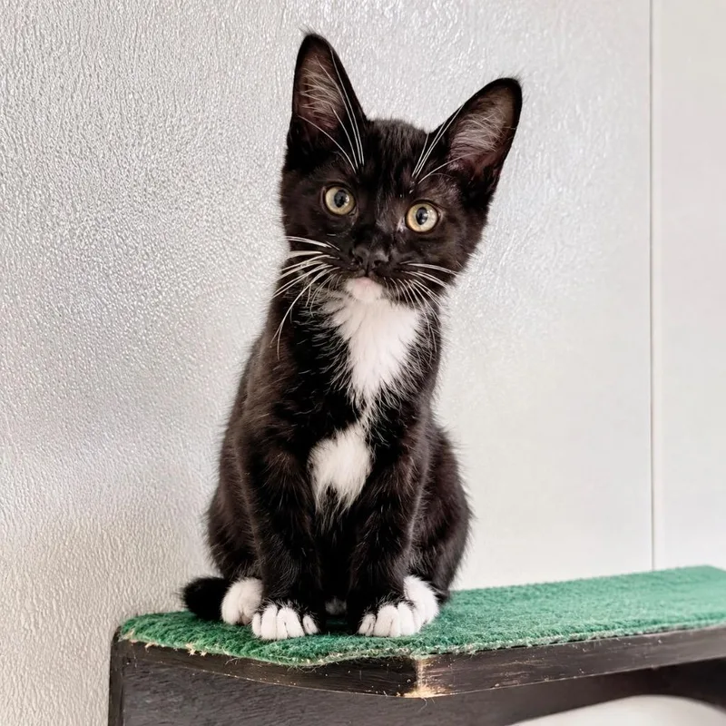 A baby small-sized male Domestic Short Hair cat named Root Beer Float for adoption in Cambria, CA