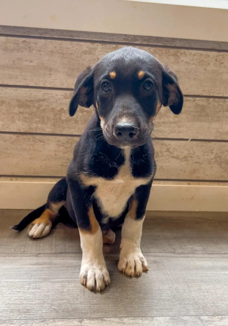 A baby large-sized female German Shepherd Dog dog named Cantaloupe for adoption in New Baltimore, MI