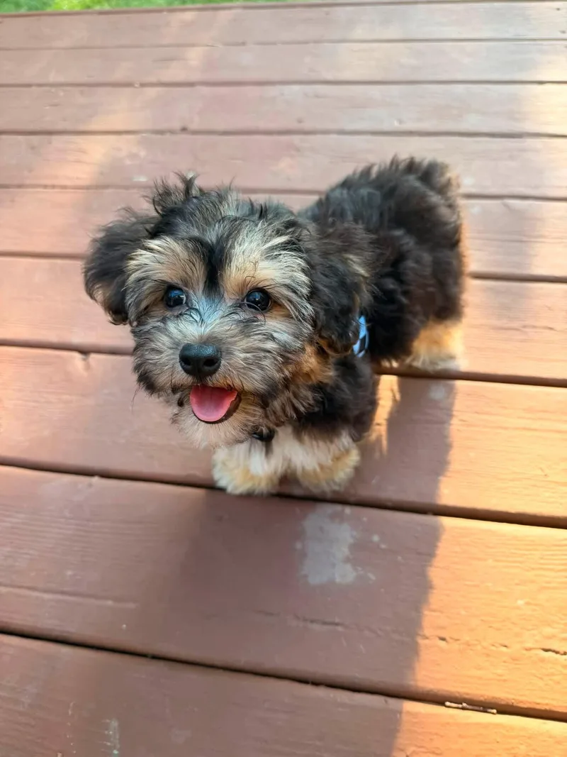Archie