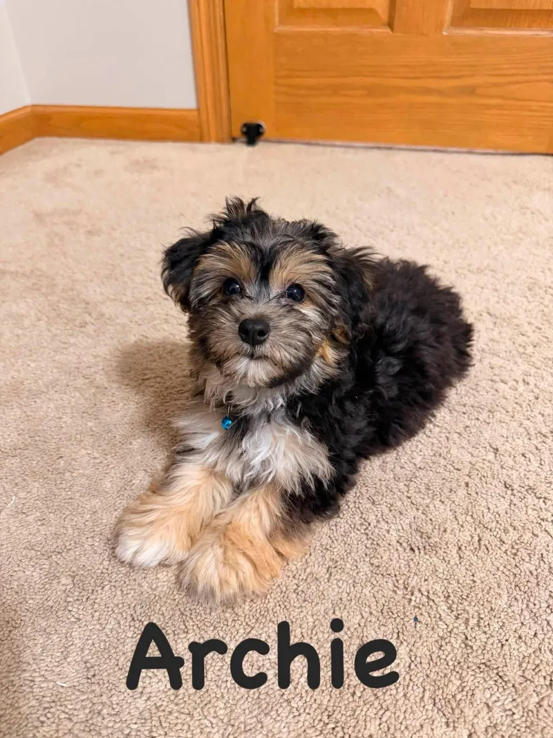 Archie thumbnail 3