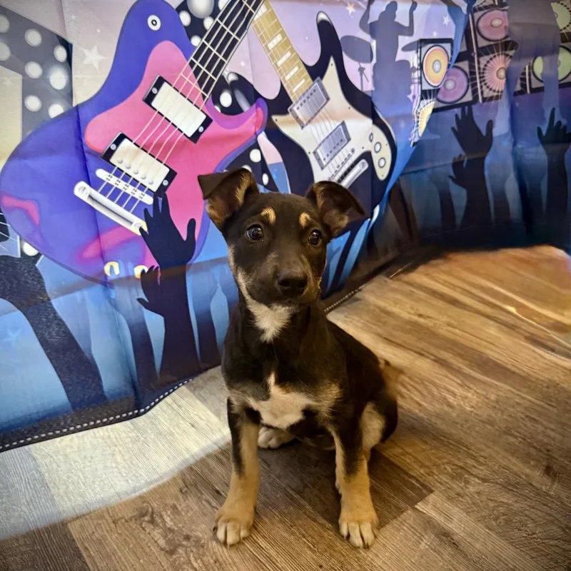 A baby medium-sized female Black Shepherd dog named Iron Maiden for adoption in Boerne, TX