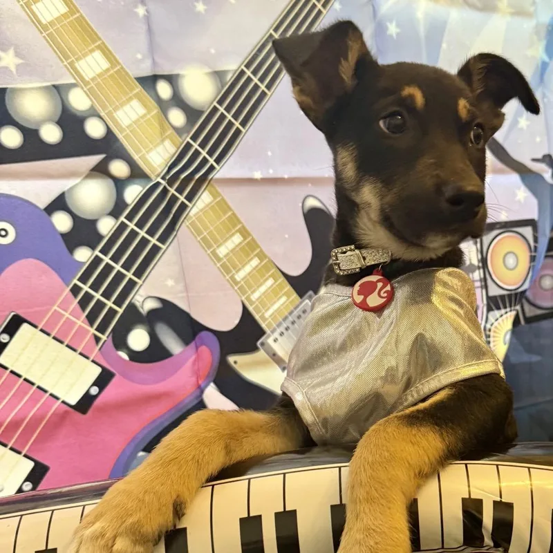 Iron Maiden thumbnail 2