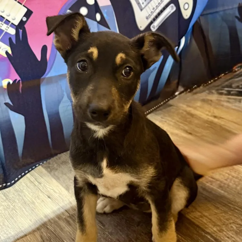 Iron Maiden thumbnail 4