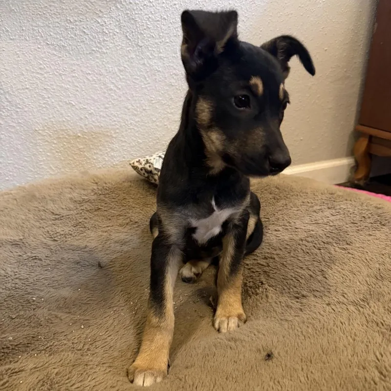 Iron Maiden thumbnail 6