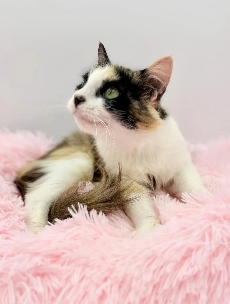 A young medium-sized female Calico cat named Oola for adoption in Covington, LA