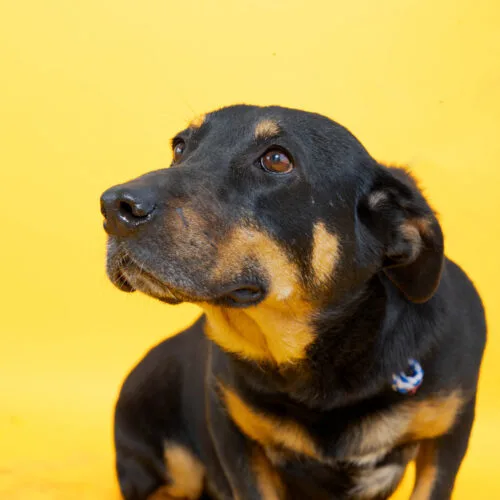 An adult small-sized female Bicolor Shepherd dog named Princess Bubble Gum for adoption in Sullivan City, TX