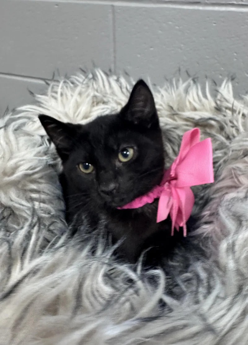 A baby medium-sized female Black Domestic Short Hair cat named Gorgeous Granola for adoption in Burlington, NC