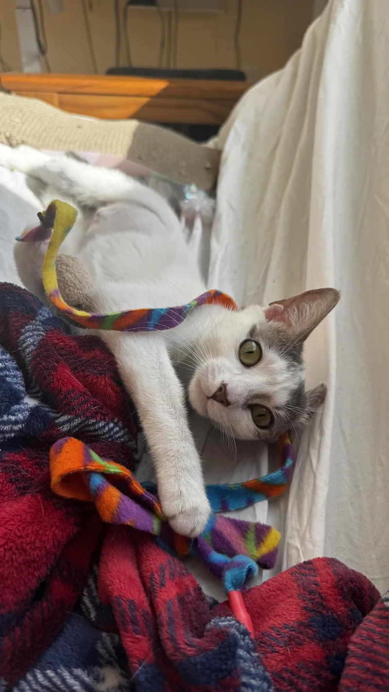 A young small-sized male Domestic Short Hair cat named Pip for adoption in Philadelphia, PA