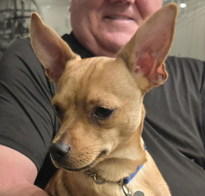 A baby small-sized male Dachshund dog named Buster for adoption in Chandler, AZ