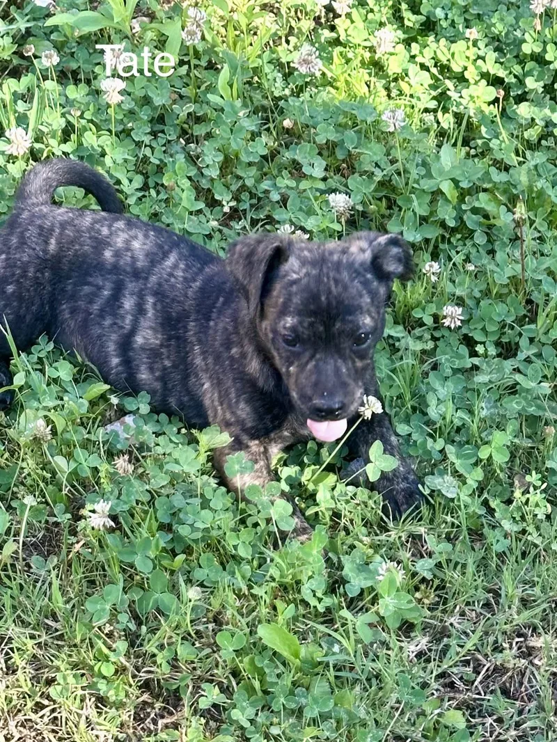A baby small-sized male Pug dog named Tate for adoption in Welling, OK