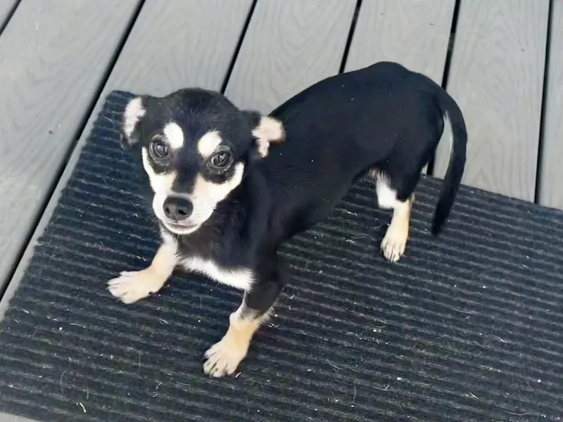 Wasabi In Texarkana Tx thumbnail 2