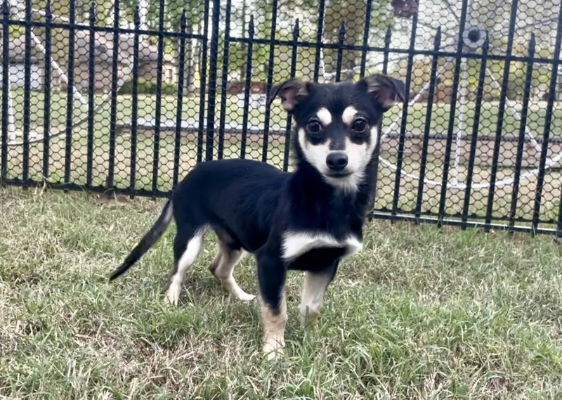 Wasabi In Texarkana Tx thumbnail 3