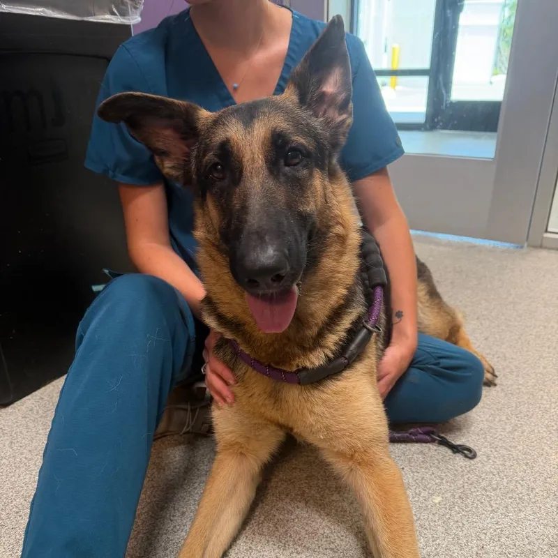 A young large-sized female Sable German Shepherd Dog dog named Serena for adoption in Englewood, FL