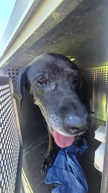 An adult large-sized male Labrador Retriever dog named Edgar for adoption in Phoenix, AZ