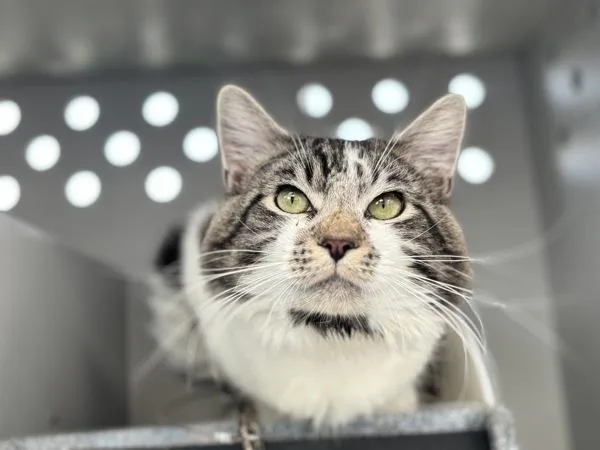 A young medium-sized male Domestic Long Hair cat named Maxwell for adoption in Ridgewood, NY