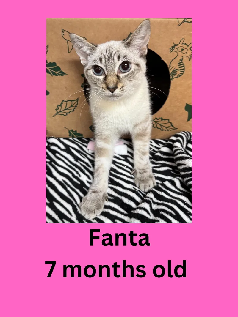 A young small-sized female Buff / Tan / Fawn Domestic Short Hair cat named Fanta for adoption in Ravenna, OH