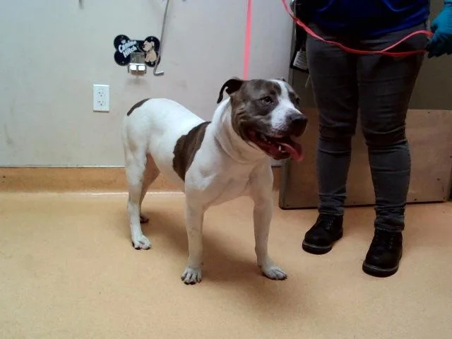 A young large-sized male Pit Bull Terrier dog named Rawlings for adoption in Martinez, CA