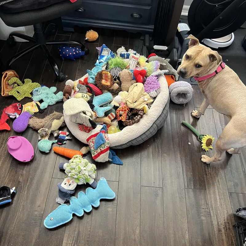 A young medium-sized female Golden Mixed Breed dog named Charlee for adoption in Maitland, FL