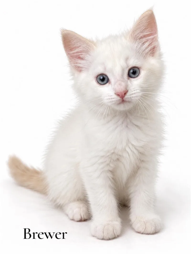 A baby medium-sized male Domestic Medium Hair cat named Brewer for adoption in Stevensville, MI