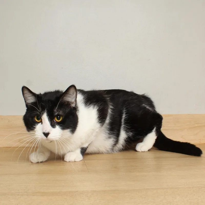 A young large-sized male Black Domestic Short Hair cat named Pluto C for adoption in Minnetonka, MN
