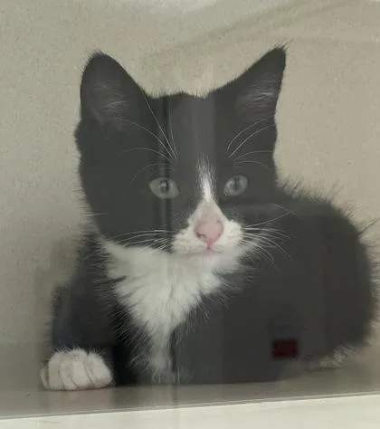 A baby small-sized male Domestic Short Hair cat named Corduroy for adoption in Bellevue, WA