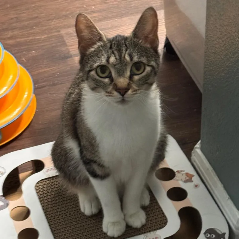 A young small-sized female Brown / Chocolate Domestic Short Hair cat named Yoshi for adoption in TITUSVILLE, FL
