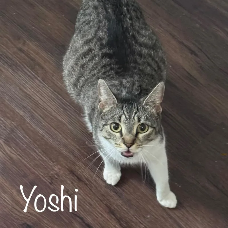 Yoshi thumbnail 4