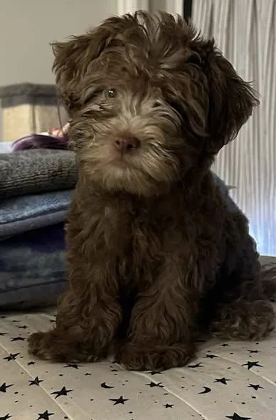 A baby small-sized male Brown / Chocolate Miniature Poodle dog named Clark for adoption in San Tan Valley, AZ