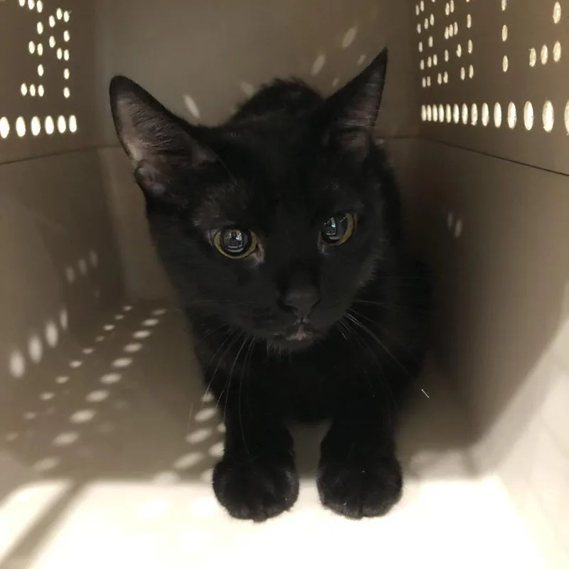 An adult medium-sized female Black Domestic Short Hair cat named Jessie for adoption in Oak Park, IL