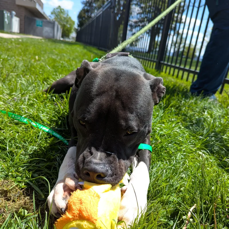A baby medium-sized male Black American Staffordshire Terrier dog named Goose for adoption in Valparaiso, IN