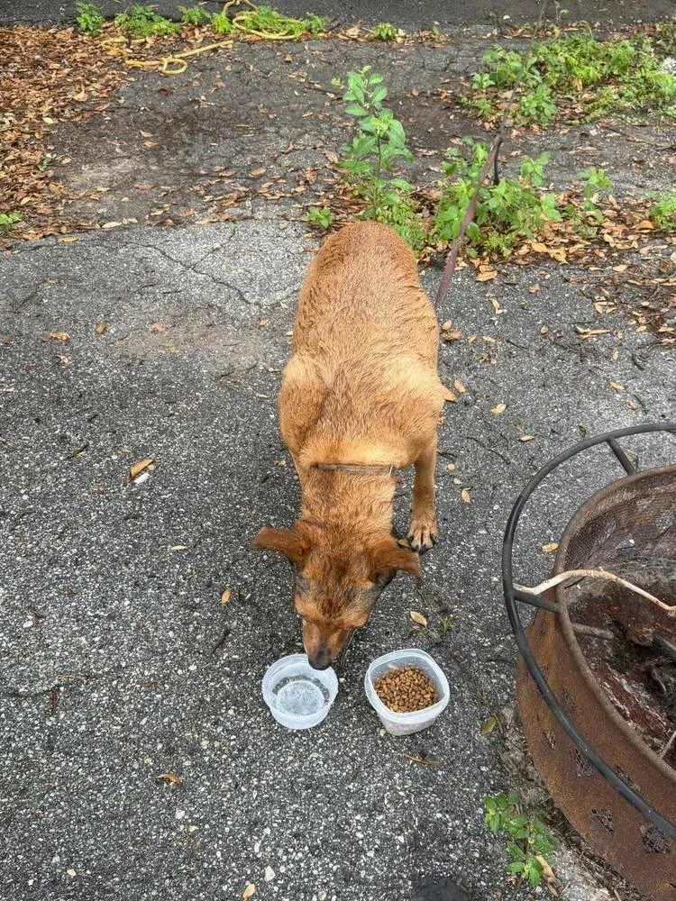 An adult medium-sized female Red / Chestnut / Orange American Bulldog dog named Ginger for adoption in Lakeland, FL