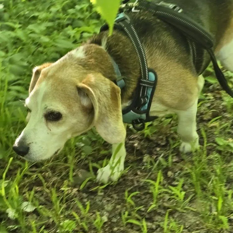 A senior medium-sized male Tricolor (Brown, Black, & White) Beagle dog named Jake for adoption in Saint Marys, PA