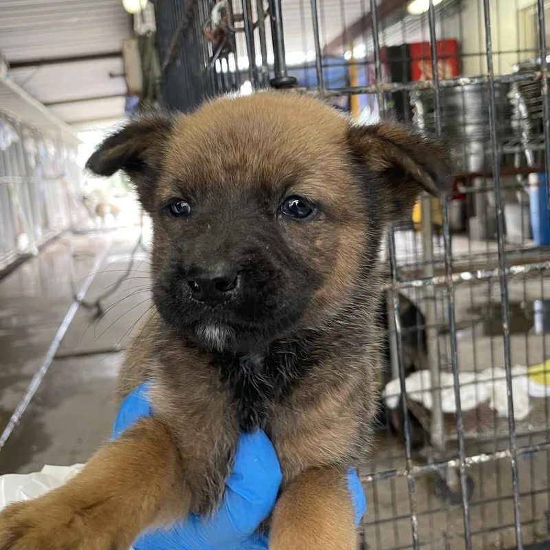 A baby small-sized female Brown / Chocolate Terrier dog named Calla for adoption in Edinburg, TX