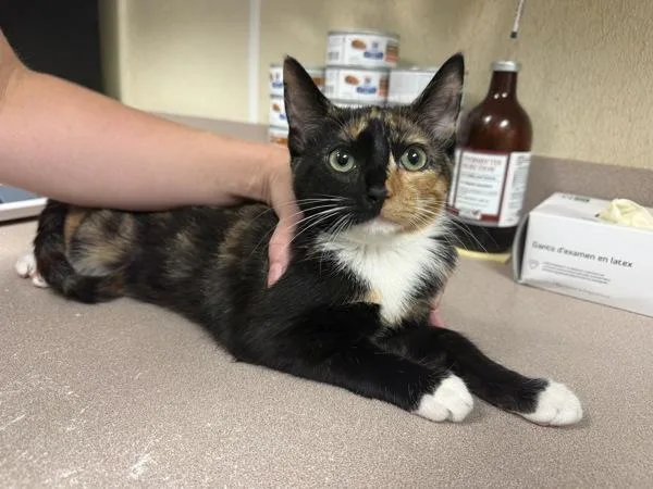 A baby small-sized female Domestic Short Hair cat named Pancake for adoption in Salisbury, MD