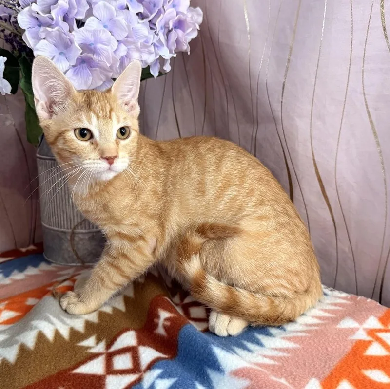 A baby small-sized male Tabby (Orange / Red) Domestic Short Hair cat named Gremlin for adoption in Long Beach, MS