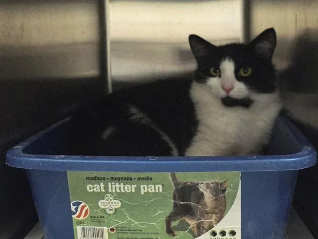 An adult medium-sized female Domestic Medium Hair cat named Marisol for adoption in Martinez, CA