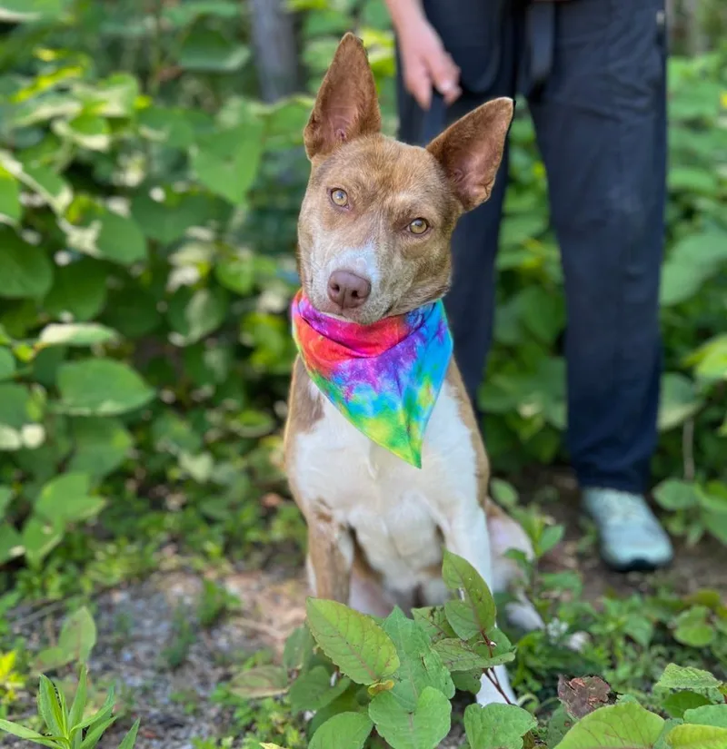 Meeka