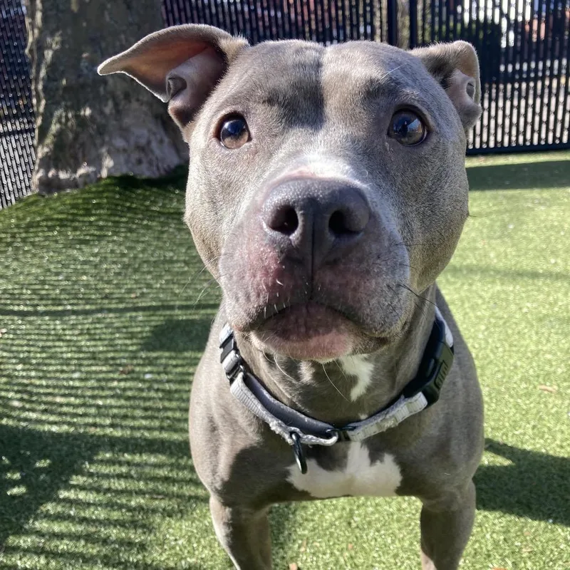 An adult medium-sized female Gray / Blue / Silver Pit Bull Terrier dog named Stella for adoption in Providence, RI