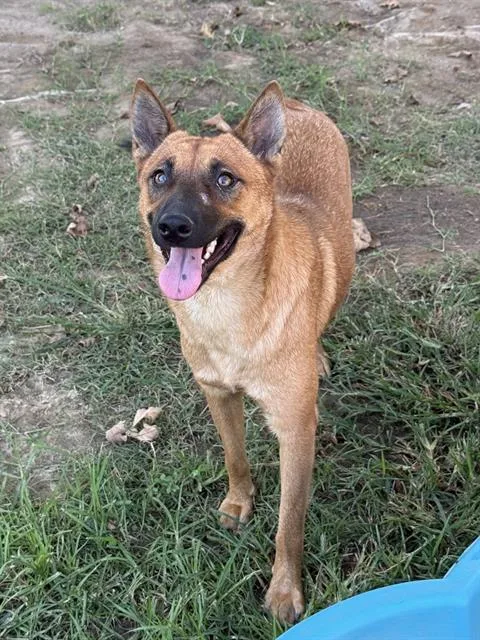 A young medium-sized female Shepherd dog named Soleil for adoption in Riverside, CA