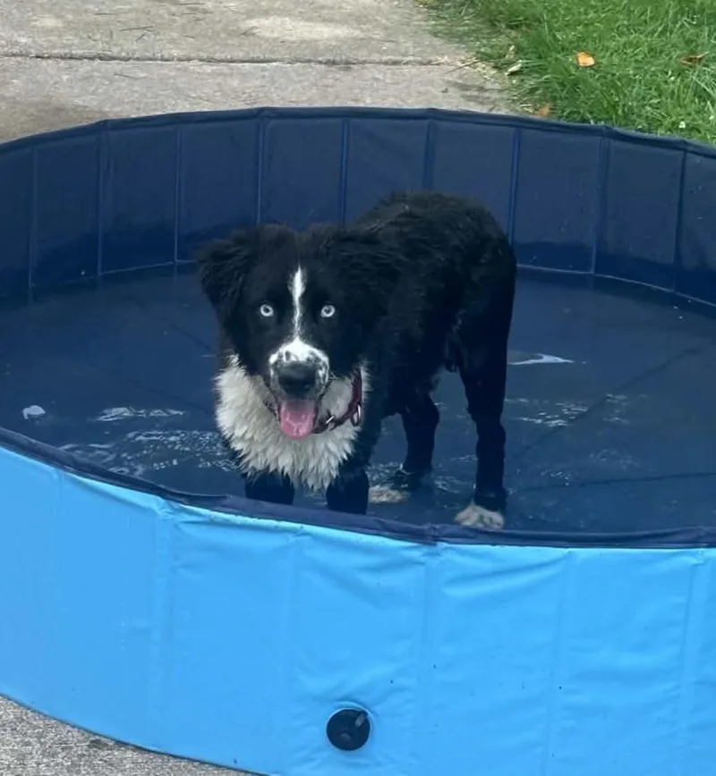 A baby medium-sized male Black Border Collie dog named Rock for adoption in Grand Rapids, MI