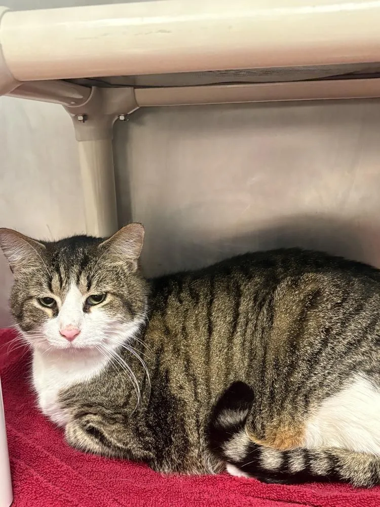 An adult large-sized male Black & White / Tuxedo Domestic Short Hair cat named Willie for adoption in Bowling Green, OH