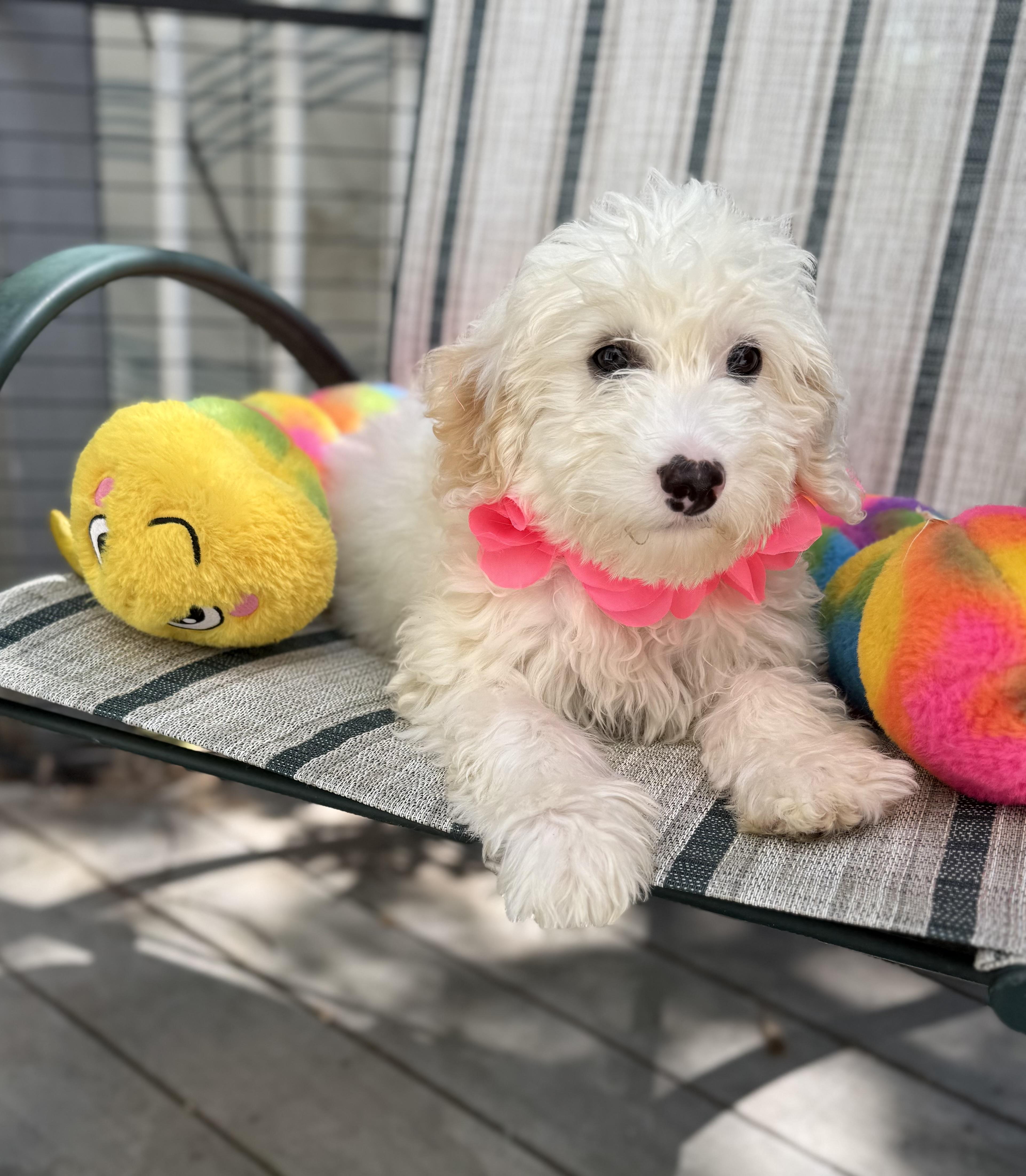 A baby medium-sized male Goldendoodle dog named Maverick for adoption in White Lake, MI