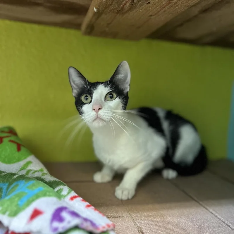 A young medium-sized female Black Domestic Short Hair cat named Patches for adoption in Fresno, CA