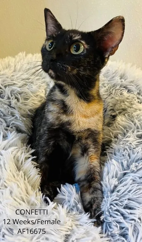 An adult medium-sized female Tortoiseshell Domestic Short Hair cat named Confetti for adoption in Supply, NC