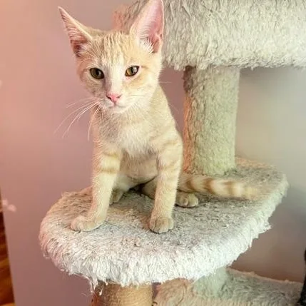A baby small-sized male Buff / Tan / Fawn Domestic Short Hair cat named Olaf for adoption in Hudsonville, MI