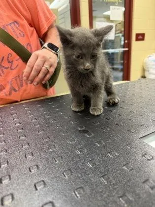 A baby small-sized male Domestic Short Hair cat named Aladdin for adoption in Independence, MO