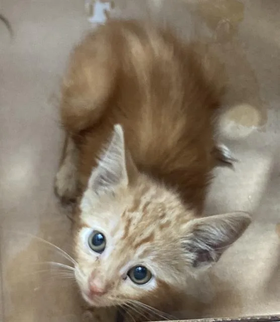 A baby medium-sized male Domestic Short Hair cat named Cheddar for adoption in Dallas, TX